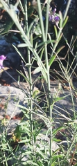 Linaria purpurea