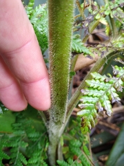 Hypolepis dicksonioides