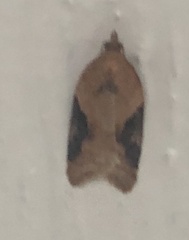 Acleris