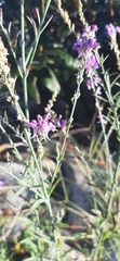 Linaria purpurea