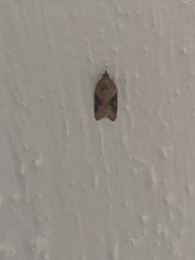 Acleris