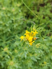 Chamaecytisus austriacus