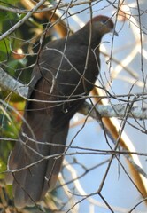 Macropygia phasianella