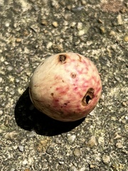 Amphibolips quercusjuglans