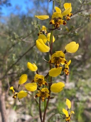Diuris pardina