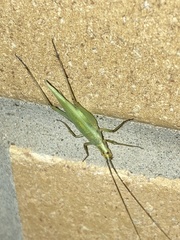 Oecanthus nigricornis