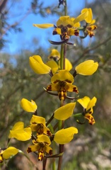Diuris pardina