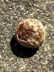 Amphibolips quercusjuglans