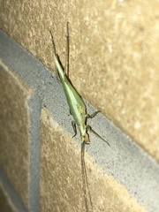 Oecanthus nigricornis