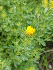 Chamaecytisus austriacus