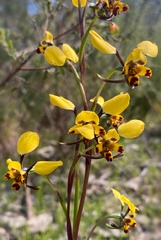 Diuris pardina
