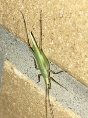 Oecanthus nigricornis