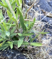 Dichanthelium acuminatum