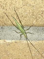 Oecanthus nigricornis