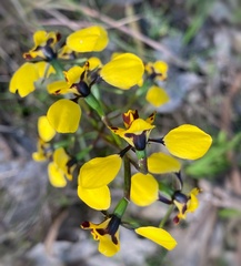 Diuris pardina