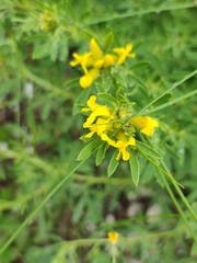 Chamaecytisus austriacus