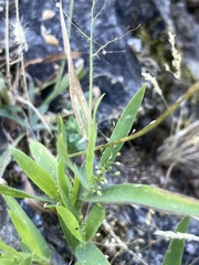 Dichanthelium acuminatum