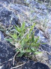 Dichanthelium acuminatum