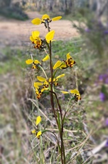 Diuris pardina