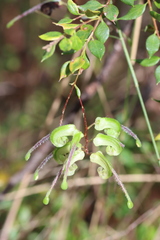 Grevillea mucronulata