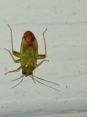 Taylorilygus apicalis