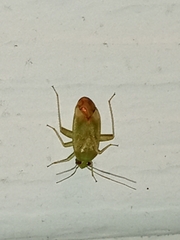 Taylorilygus apicalis