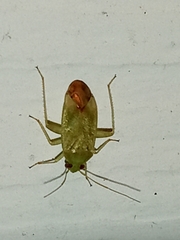 Taylorilygus apicalis