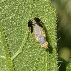 Trupanea bisetosa