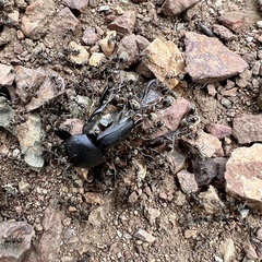 Liometopum apiculatum