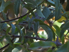 Baeolophus inornatus