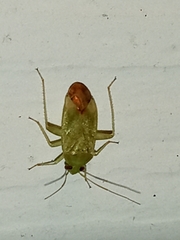 Taylorilygus apicalis