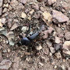 Liometopum apiculatum