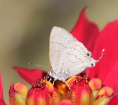 Hypolycaena philippus philippus