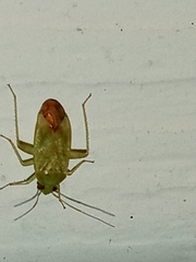 Taylorilygus apicalis