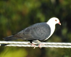 Columba leucomela