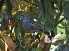 Baeolophus inornatus