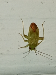 Taylorilygus apicalis