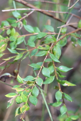 Grevillea mucronulata