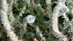 Maireana trichoptera