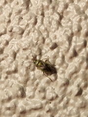 Adelphocoris lineolatus