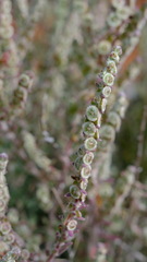 Maireana trichoptera