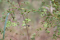 Grevillea mucronulata