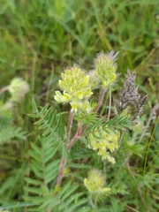 Oxytropis pilosa