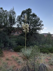 Yucca elata verdiensis