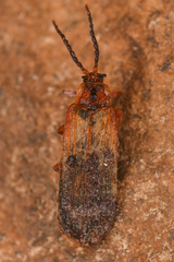 Dictyoptera simplicipes
