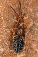 Dictyoptera simplicipes