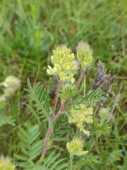 Oxytropis pilosa