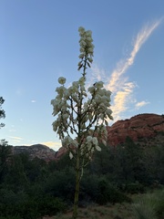 Yucca elata verdiensis