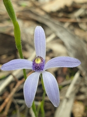 Pheladenia deformis