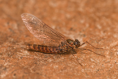 Siphlonurus